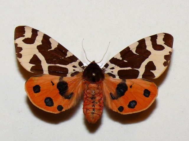 Arctia caja female (garden tiger aberration) Internet Image property of respective owner, non-commercial use only